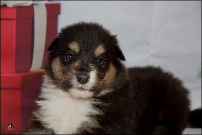 Of Sparkling Lake - Chiot disponible  - Colley à poil long