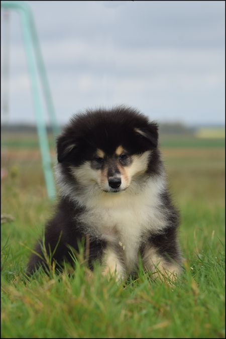 Of Sparkling Lake - Chiot disponible  - Colley à poil long