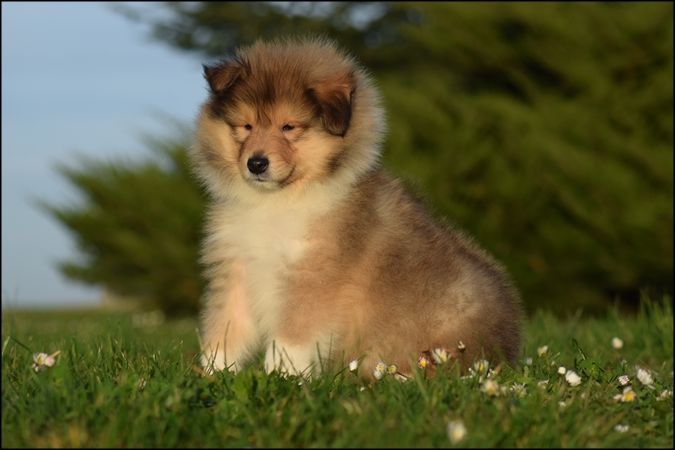 Of Sparkling Lake - Chiot disponible  - Colley à poil long
