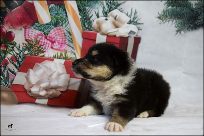 Of Sparkling Lake - Chiot disponible  - Colley à poil long