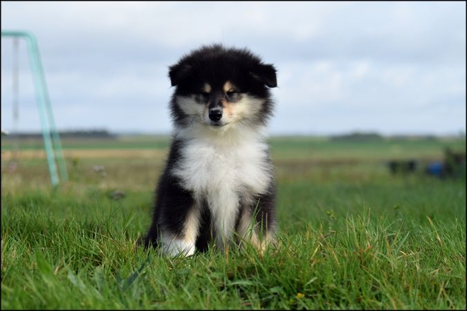 Of Sparkling Lake - Chiot disponible  - Colley à poil long