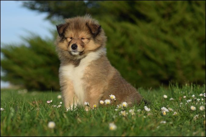 Of Sparkling Lake - Chiot disponible  - Colley à poil long