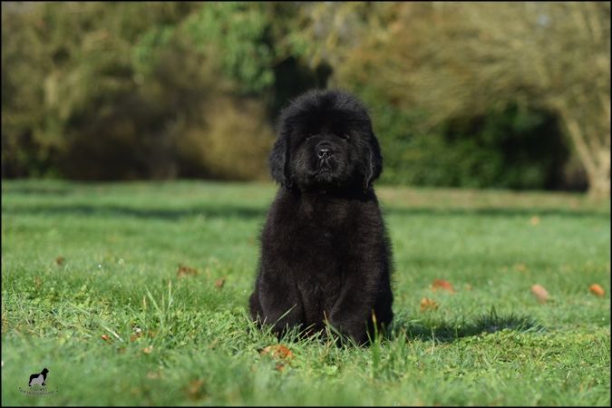 Of Sparkling Lake - Chiot disponible  - Terre-neuve